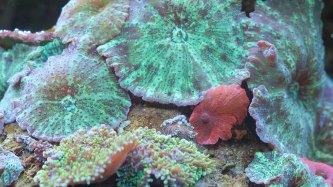 美丽的大型绿色珊瑚礁在红海，埃及