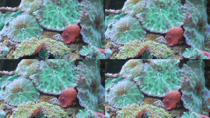 美丽的大型绿色珊瑚礁在红海，埃及