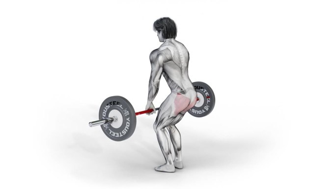三维的肌肉特征训练臀肌-杠铃硬举在孤立的白色背景
