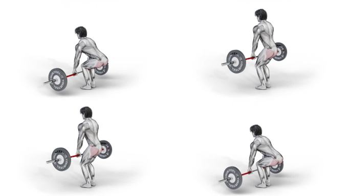 三维的肌肉特征训练臀肌-杠铃硬举在孤立的白色背景