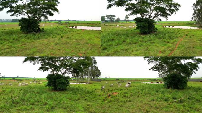 在巴西的一个小湖里，一棵有牛群吃草和喝水的树的圆形视图