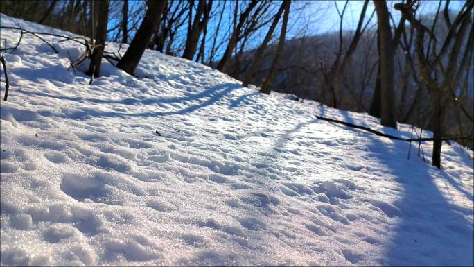 雪后阳光下的山林