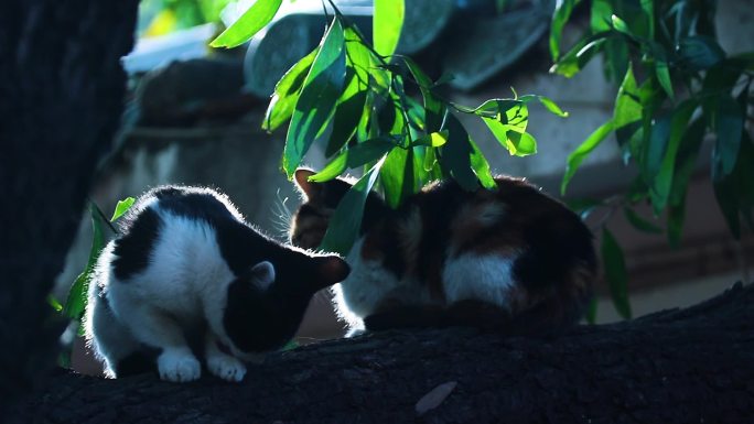 树上的两只小猫 小花猫洗脸 树叶 2