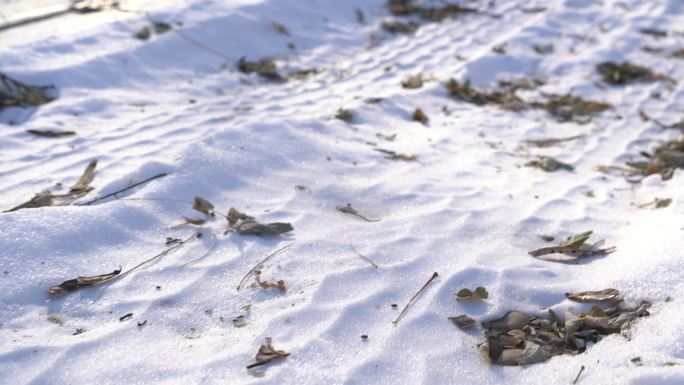 冬季低机位贴着地面雪地拍摄的落叶和车痕