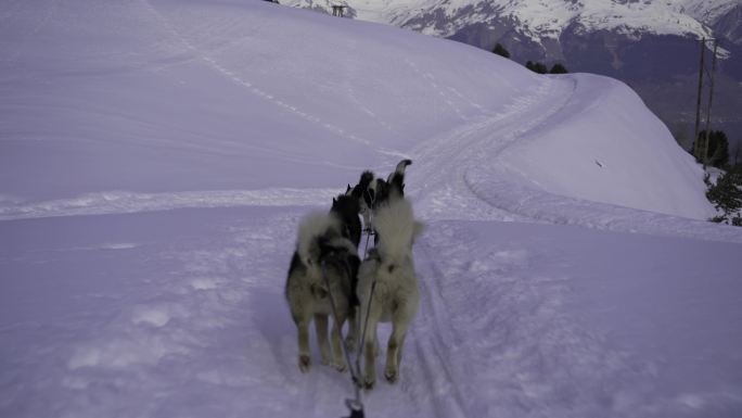 法国萨瓦省工作犬哈士奇狗狗拉雪橇