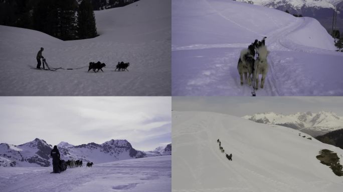 法国萨瓦省工作犬哈士奇狗狗拉雪橇