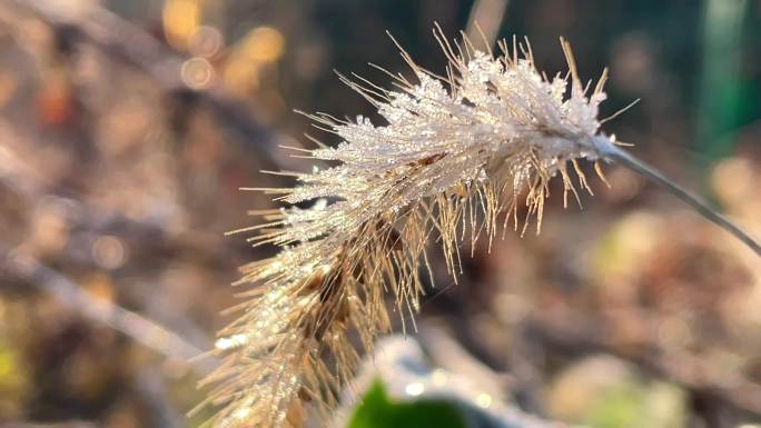 秋天冬天早晨室外霜冻野草狗尾巴草油菜霜降