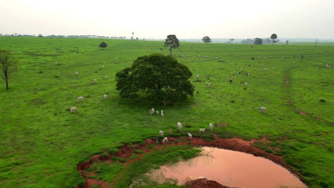 从牛糊和饮用水在一个湖的圆形视图，巴西