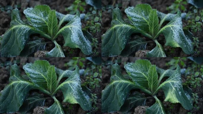 蔬菜叶子上霜冻融化延时摄影5
