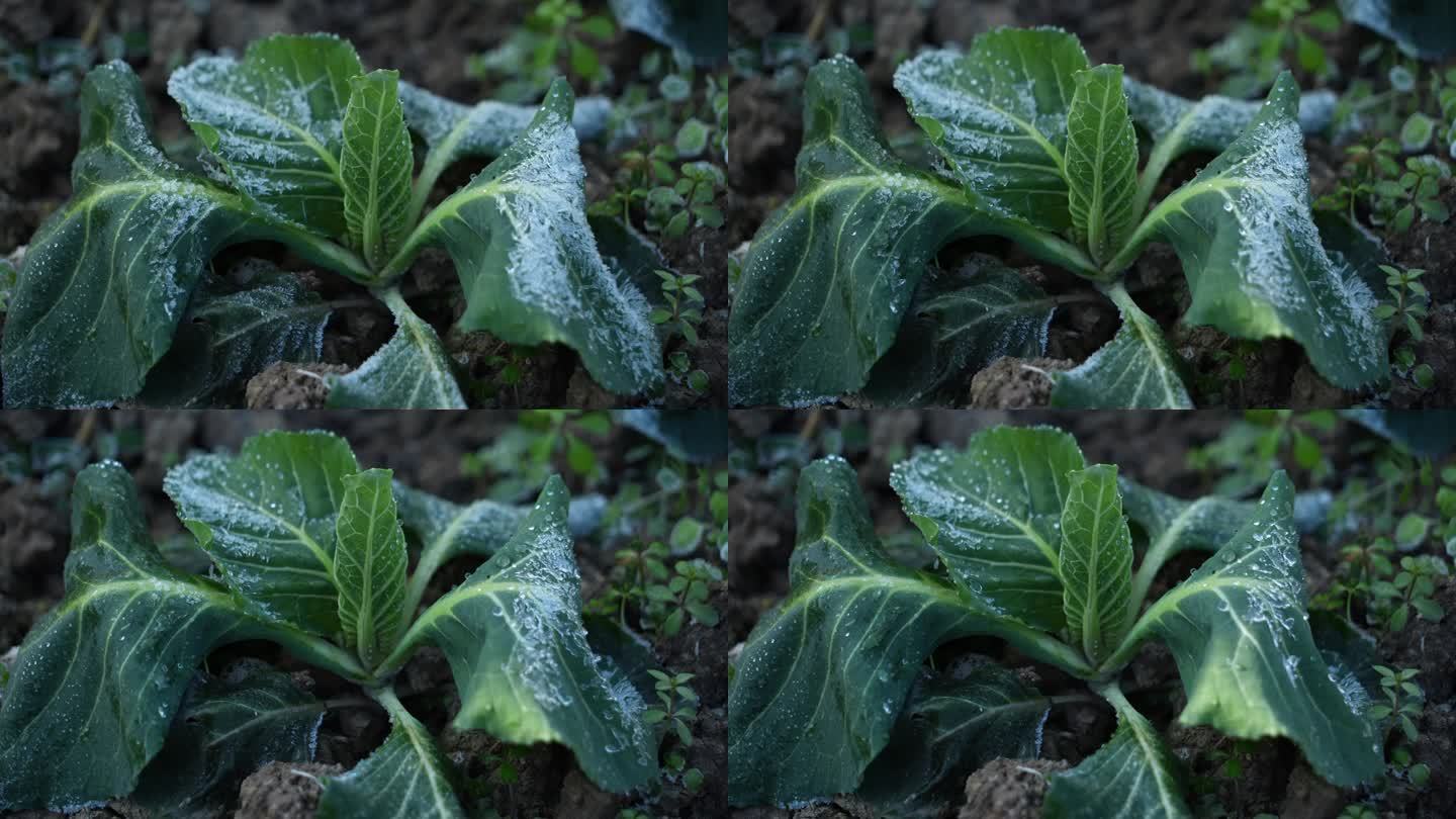 蔬菜叶子上霜冻融化延时摄影5