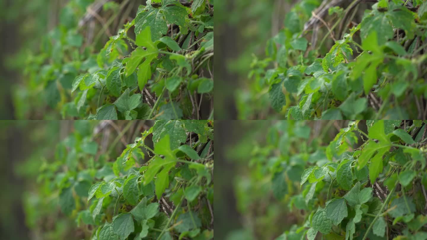 墙上的绿色葡萄树和叶子生长着喀拉拉邦苦瓜植物，喀拉拉邦挂在葡萄藤上，用来制作有利于减肥的草药健康茶