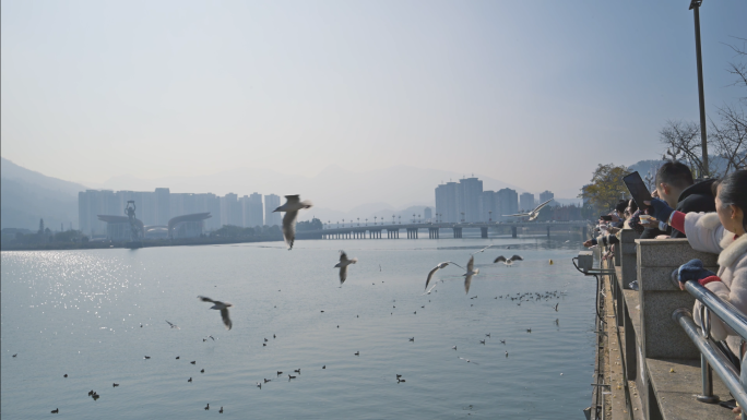 海鸥飞翔觅食城市自然生态人与动物