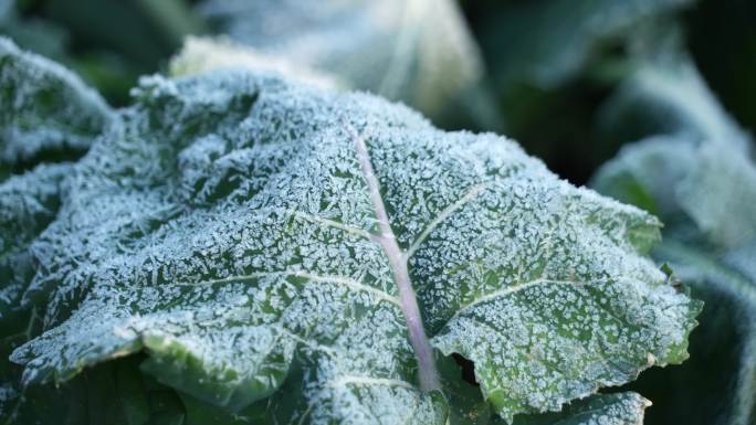 蔬菜叶子上霜冻融化延时摄影6