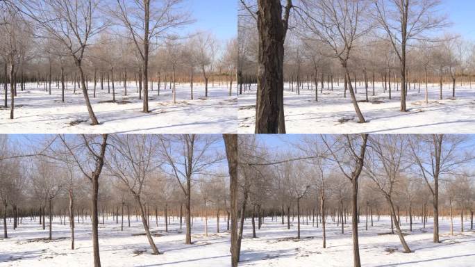 冬日雪地里的树林美丽风光风景