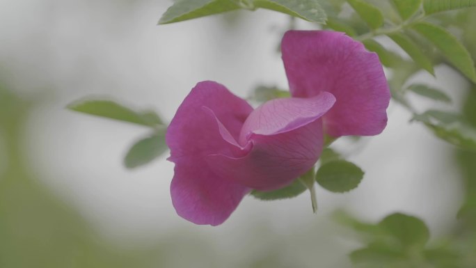甘肃苦水玫瑰园 玫瑰花制作的美食 花瓣