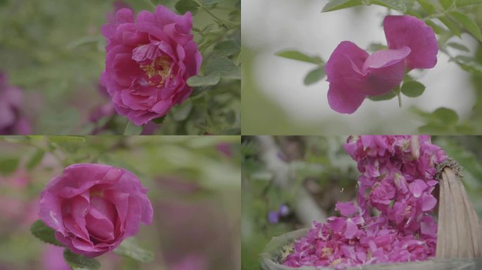 甘肃苦水玫瑰园 玫瑰花制作的美食 花瓣
