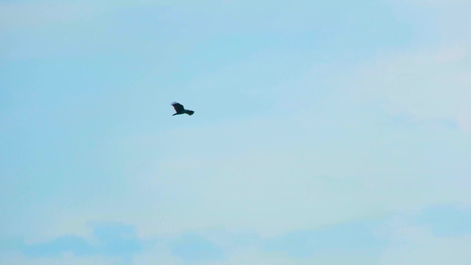 在阴天的白天，一只孤独的鸟飞过晴朗的天空。