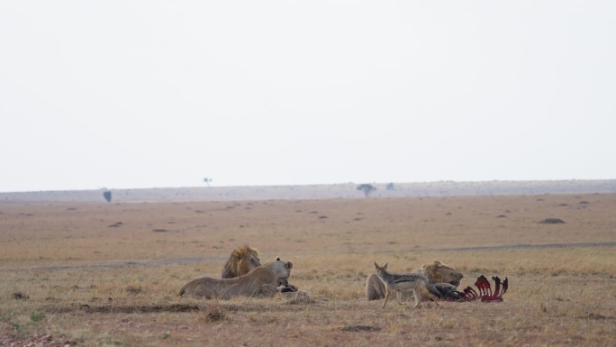 马赛马拉平原上，一群狮子正在吃被猎杀的水牛