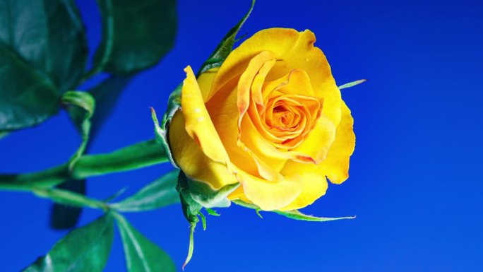 黄玫瑰在绿叶背景上从蓓蕾到大花的时间变化