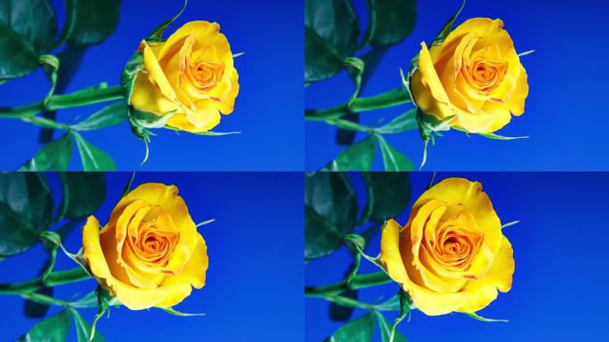黄玫瑰在绿叶背景上从蓓蕾到大花的时间变化