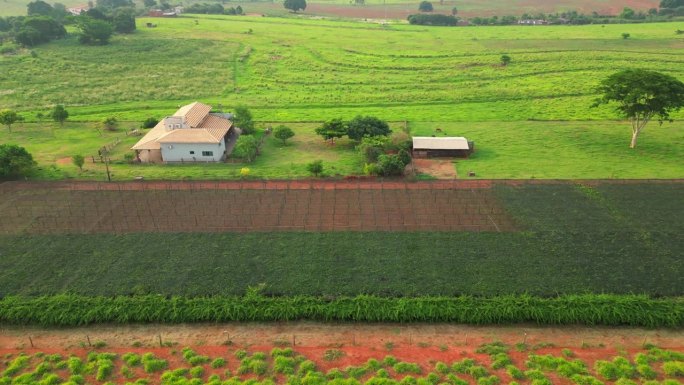 无人机向一个覆盖着防鸟网的葡萄园拍摄，我们可以看到葡萄已经收获的花朵较少的空间。巴西