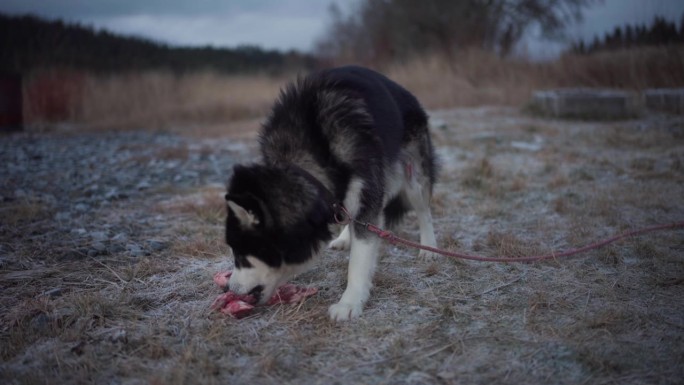 一只阿拉斯加雪橇犬在啃骨头——特写