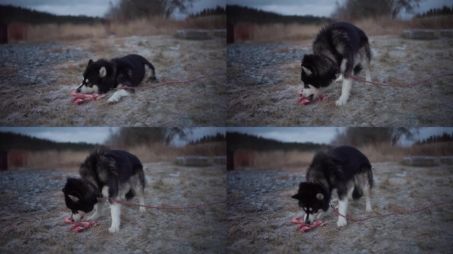 一只阿拉斯加雪橇犬在啃骨头——特写