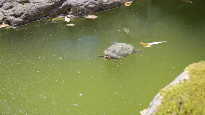 乌龟水池游泳