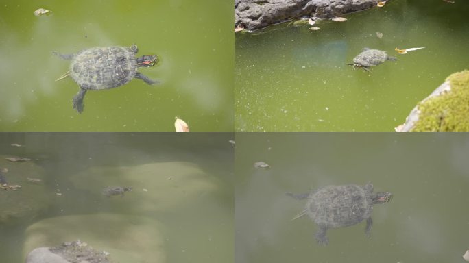 乌龟水池游泳