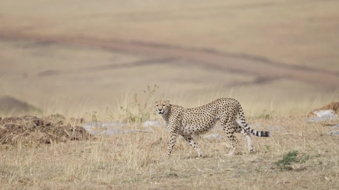 猎豹在马赛马拉草原上跟踪猎物