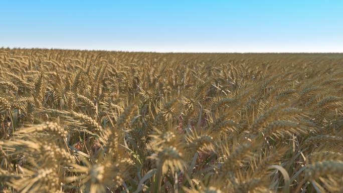 小麦 麸麦 浮麦 浮小麦 空空麦 麦