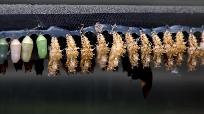 蝴蝶的蛹正在努力孵化，在一排不同方向的相同昆虫中蹒跚而行，动物学，生物学的研究，考虑蝴蝶从毛虫到茧的