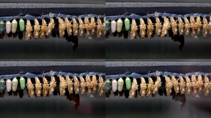 蝴蝶的蛹正在努力孵化，在一排不同方向的相同昆虫中蹒跚而行，动物学，生物学的研究，考虑蝴蝶从毛虫到茧的