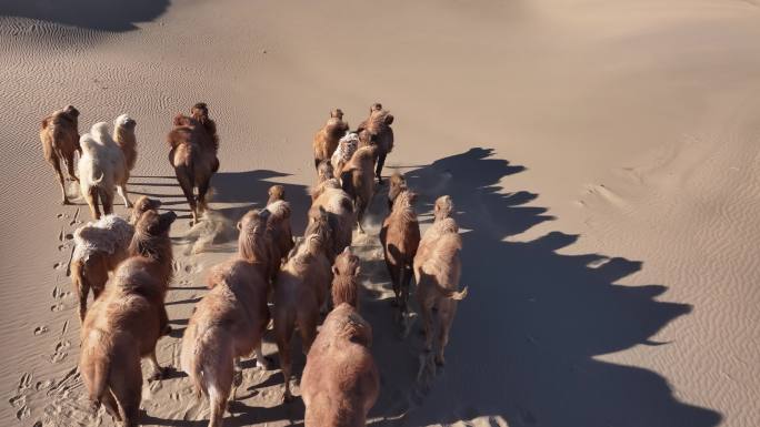 骆驼 沙漠 光影 蓝天 沙漠行走 骆驼群