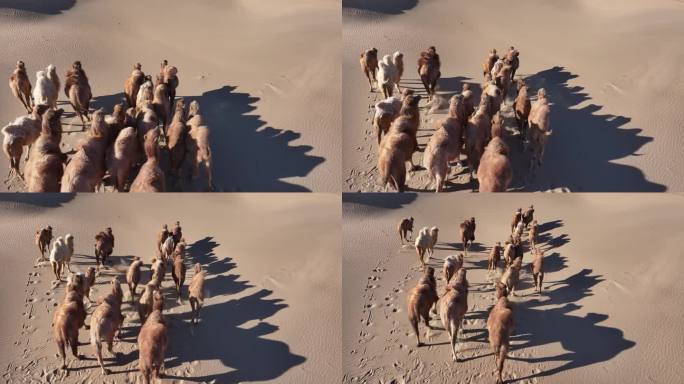 骆驼 沙漠 光影 蓝天 沙漠行走 骆驼群