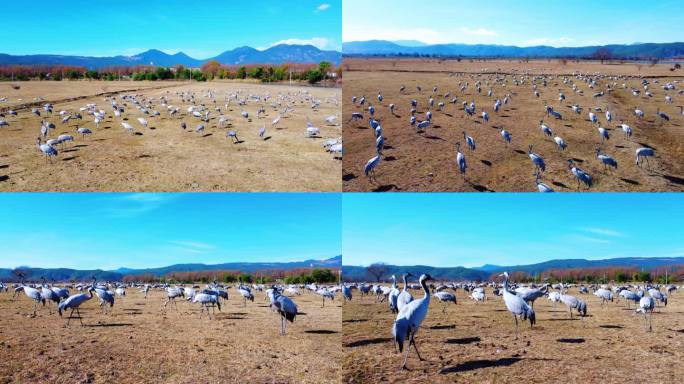 成千上万迁徙到丽江越冬的候鸟和大雁仙鹤