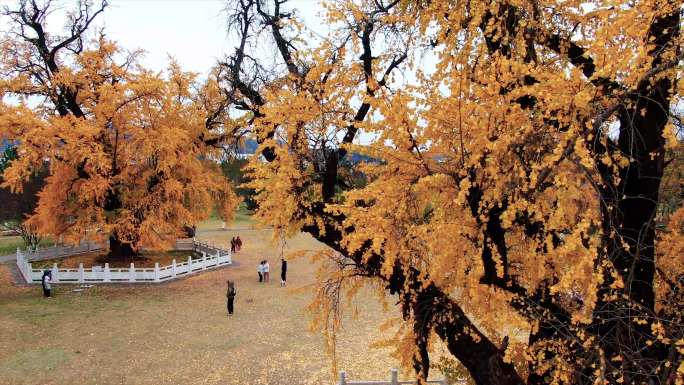 南京惠济寺秋景