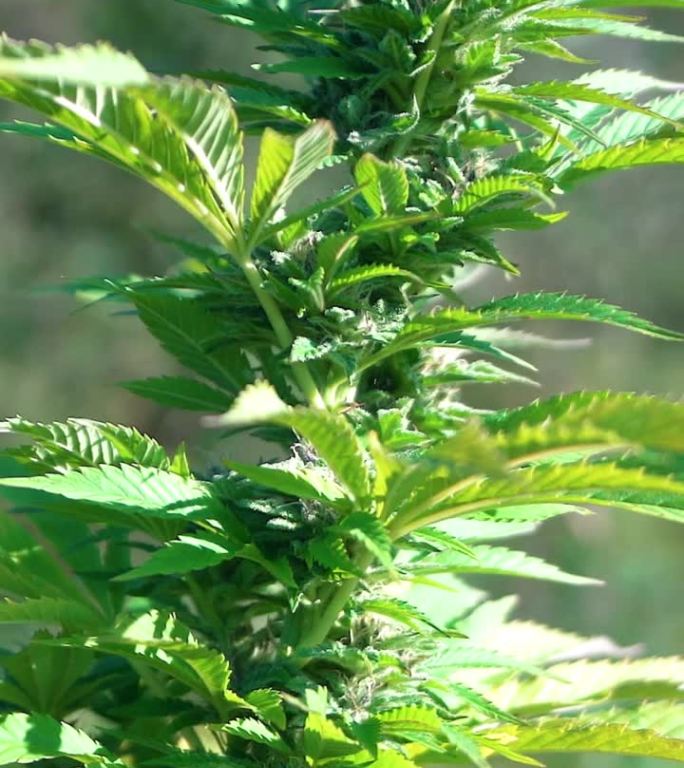 大自然中生长的大麻绿叶——大麻健康理念。选择焦点-垂直视频