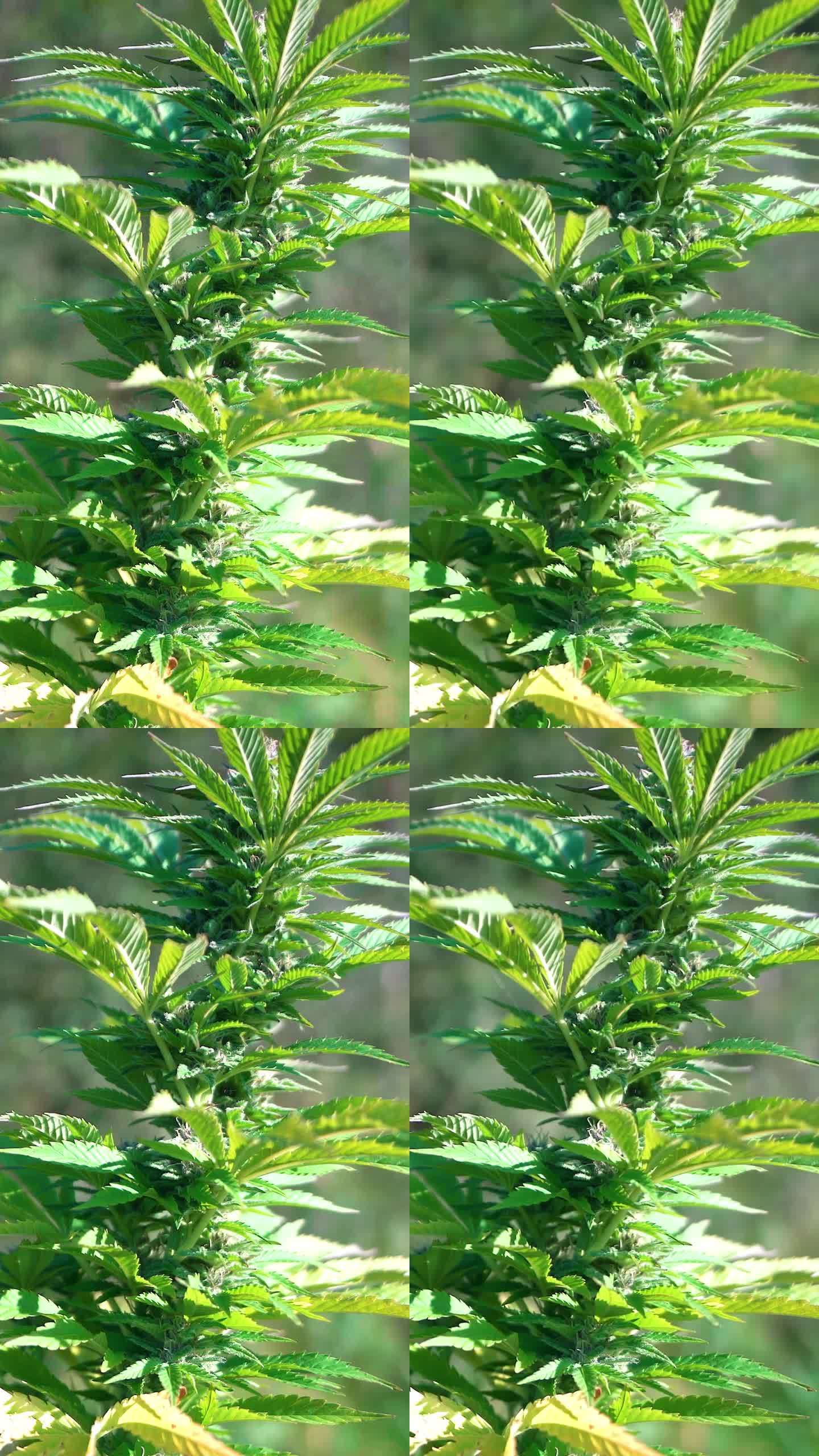 大自然中生长的大麻绿叶——大麻健康理念。选择焦点-垂直视频