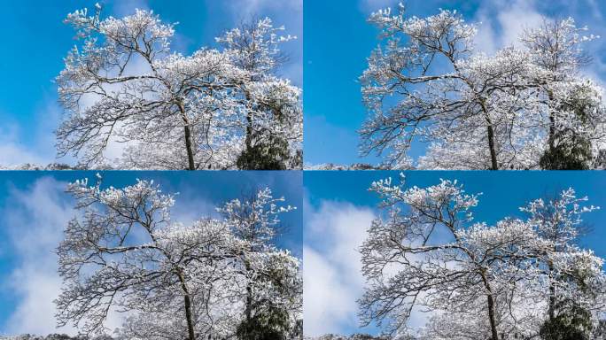 重庆南川：金佛山玉树开“琼花”