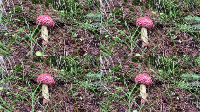 在森林深处的一条古老小路上，有毒的红毒伞菌