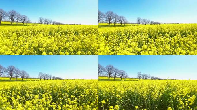 梦幻般的飞行序列穿过清爽的黄色花在波兰