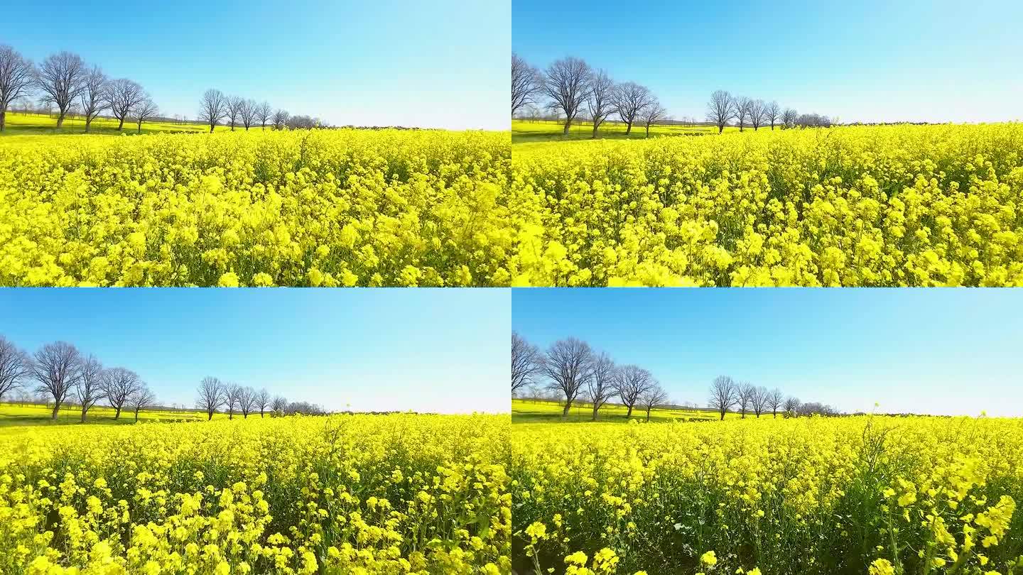 梦幻般的飞行序列穿过清爽的黄色花在波兰