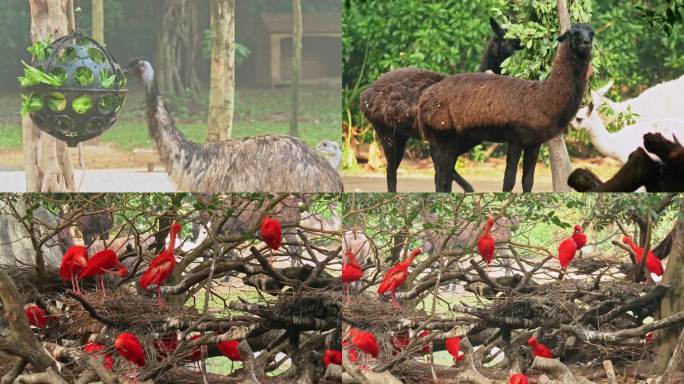 广州长隆野生动物园 飞鸟 袋鼠 羊驼