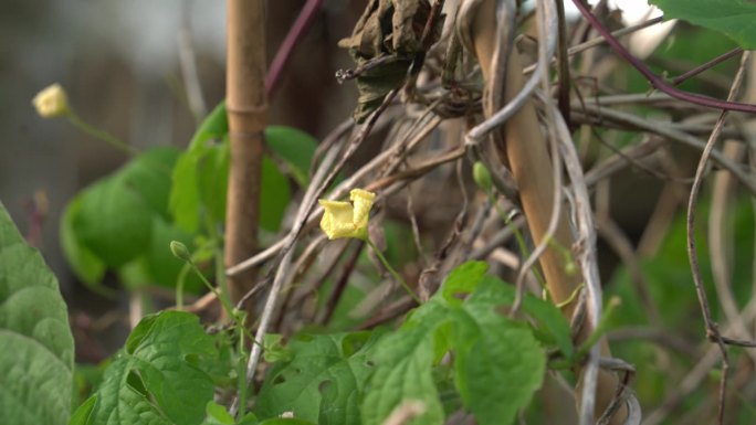 喀拉拉邦苦瓜植物的黄色花朵，喀拉拉邦挂在葡萄藤上，用来制作草药健康茶，有利于减肥