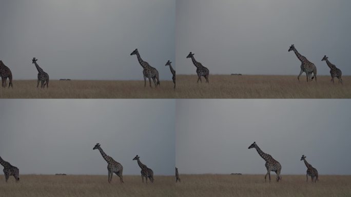 马赛马拉草原上，一群长颈鹿排成一排