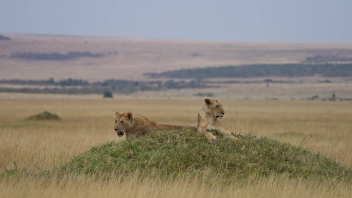 小狮子坐在马赛马拉平原上的一个土丘上