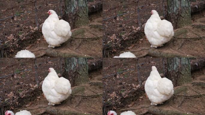 毛茸茸的白色奥平顿母鸡漫游在围栏鸡跑区