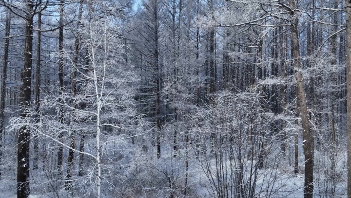 雪林雾凇景观