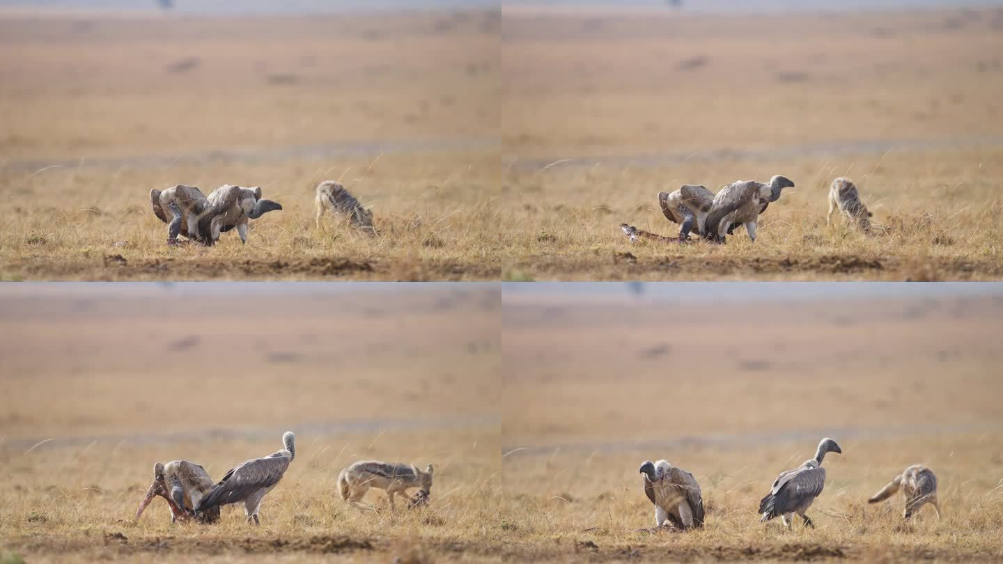 秃鹫正在啄食一只美洲野牛